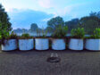 planters